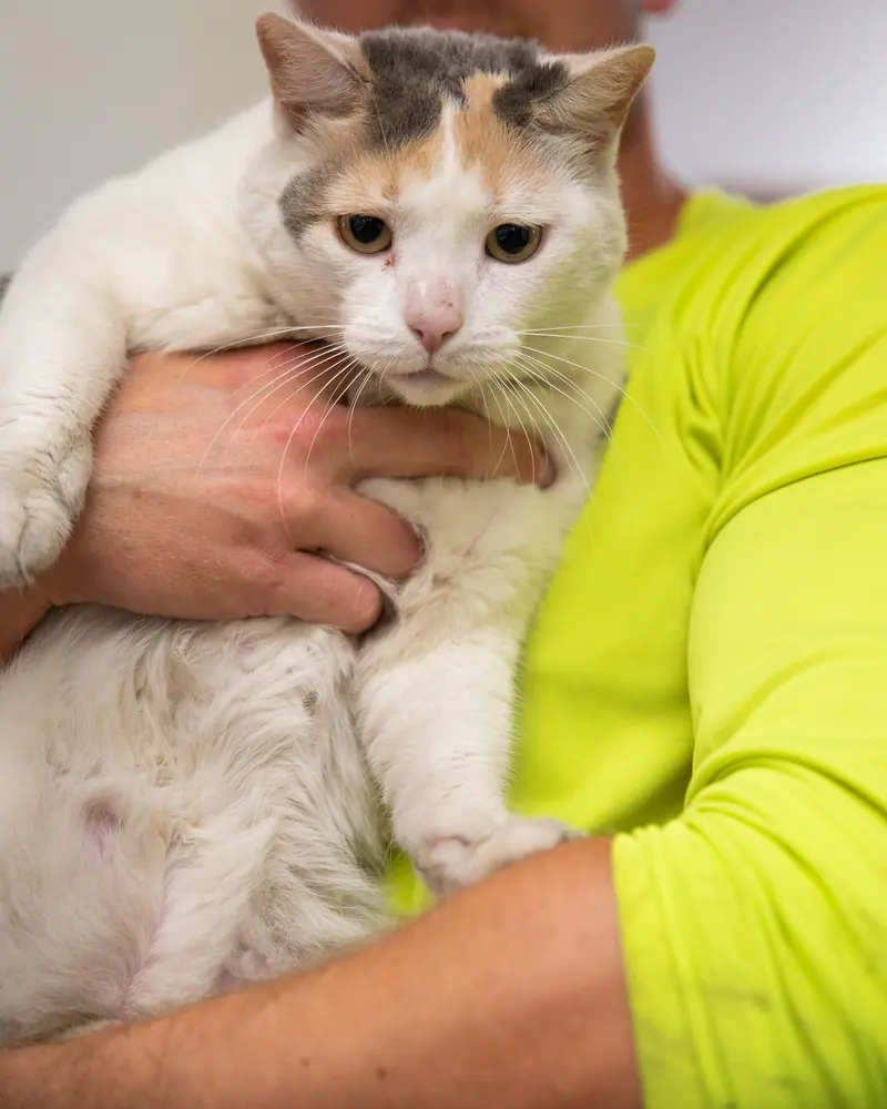 A crew member in a Gold Key shirt holding a calico cat