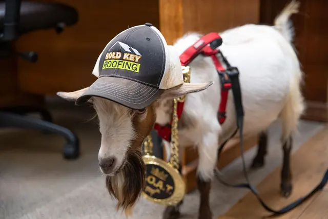 Roofus the goat wearing a Gold Key Roofing cap and his G.O.A.T. medal