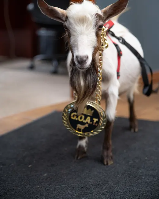 Roofus standing in the office with his gold G.O.A.T. medal