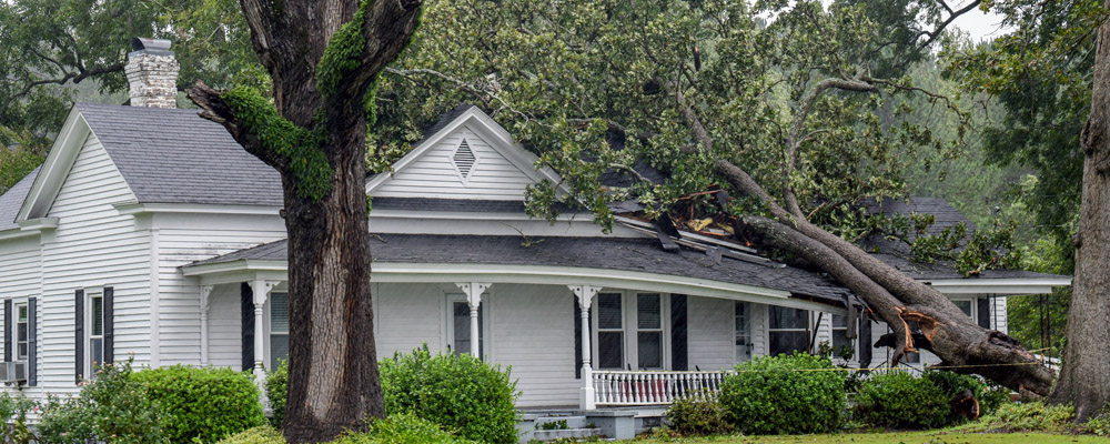 Tree Damaged Roof Repair Orlando, FL
